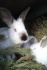 Продам кроликов калифорнийцев - фотография №1