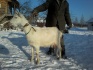 Дойные козы, козлята - фотография №1