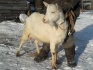 Дойные козы, козлята - фотография №3