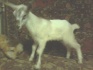 Дойные козы, козлята - фотография №5