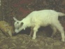 Дойные козы, козлята - фотография №6