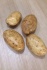Продажа картофеля (5+) оптом от производителя - фотография №2