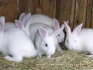 Кролики мясных пород - фотография №2