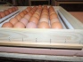 Инкубатор для яиц фермерский иф-672 - фотография №1