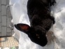 Продам кроликов - фотография №3