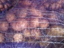Картофель из беларуси напрямую от производителя, с. кроне - фотография №4