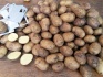 Картофель из беларуси напрямую от производителя, с. кроне - фотография №2