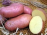 Семенной картофель из беларуси - фотография №3