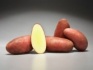 Семенной картофель из беларуси - фотография №5