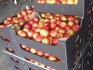 Яблоки свежие - фотография №2