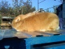 Кролики калифорнийской и бургундской породы - фотография №1