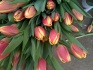 Тюльпаны на 8 марта - фотография №3