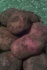 Продам картофель оптом - фотография №4