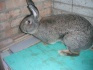 Продам кроликов крупной мясной породы фландр - фотография №2