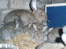 Продам кроликов крупной мясной породы фландр - фотография №3