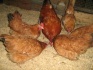 Инкубационные яйца мини мясная палевая - фотография №1