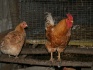 Инкубационные яйца мини мясная палевая - фотография №2