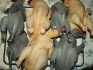 Китайские шелковые аборигенные инкубационные яйца - фотография №5