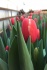 Тюльпаны - фотография №2