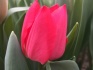 Тюльпаны - фотография №3