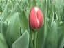 Тюльпаны - фотография №6