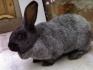 Сукрольная самка-кролик черное серебро - фотография №1