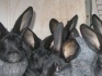 Сукрольная самка-кролик черное серебро - фотография №3