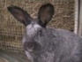 Сукрольная самка-кролик черное серебро - фотография №4