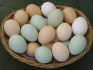 Инкубационное куриное яйцо - фотография №1