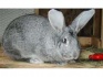 Кроли взрослые и сукрольные крольчихи - фотография №1