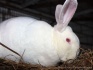 Кроли взрослые и сукрольные крольчихи - фотография №2