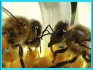 Пчелы, мёд - фотография №2