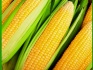 Продам гибриды семян подсолнечника и кукурузы - фотография №1