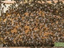 Пчелопакеты и семьи - фотография №1
