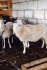 Овцы породы романовская эдельбай - фотография №1