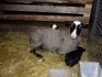 Овцы породы романовская эдельбай - фотография №2