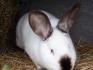 Продам кроликов калифорнийцев - фотография №2