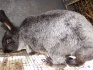 Кролики породы полтавское серебро - фотография №1