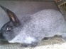 Кролики породы полтавское серебро - фотография №2