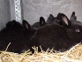 Кролики породы полтавское серебро - фотография №4