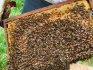 Пчелопакеты - фотография №1