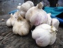 Продам чеснок на посадку семена чеснока - фотография №1