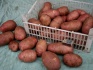 Продовольственный картофель, сорт: ред-скарлет и др. - фотография №2