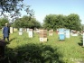 Натуральный пчелиный мёд - фотография №1