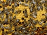 Продаю пчелосемьи - фотография №1