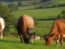 Закупаем крс живым весом (коров,быков,лошадей) - фотография №2