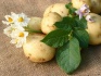 Продаем домашний картофель картошку - фотография №2