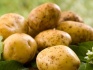Продаем домашний картофель картошку - фотография №3