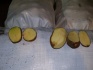 Продовольственный картофель, оптом, с доставкой, сорт: ред-скарлет, н - фотография №1