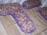 Продовольственный картофель, оптом, с доставкой, сорт: невский - фотография №2